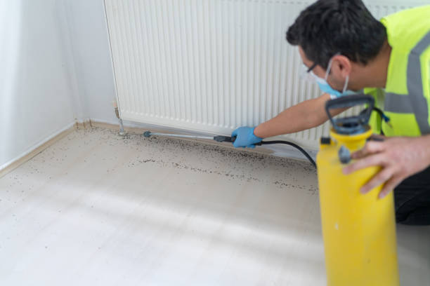Flea Control Services in Bushland, TX